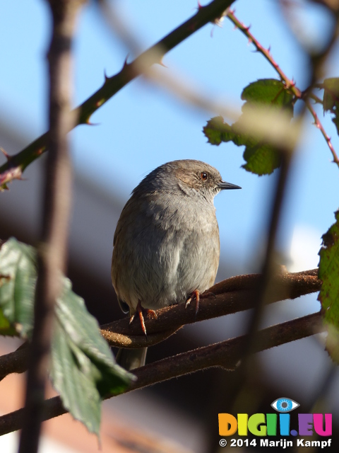 FZ003224 Dunnock (Prunella modularis) songbird on branch